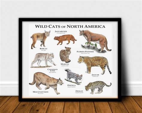 Wild Cats Of North America Poster Print Etsy