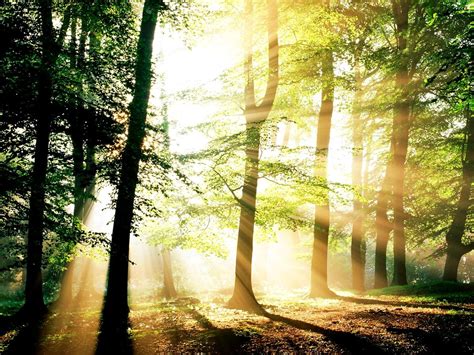 Geiles Hintergrundbild Wald, Natur, Sonnenlicht 🔥 TOP kostenlose ...