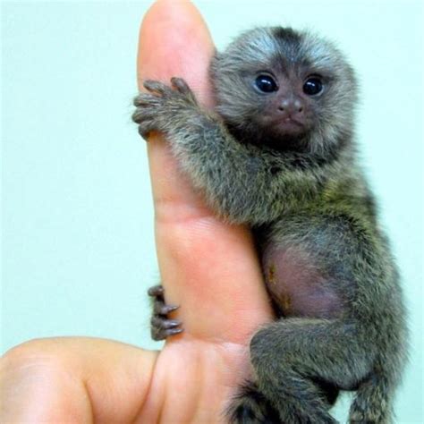 Pin By Ashley Ray On Animals Tiny Monkey Finger Monkey Cute Baby