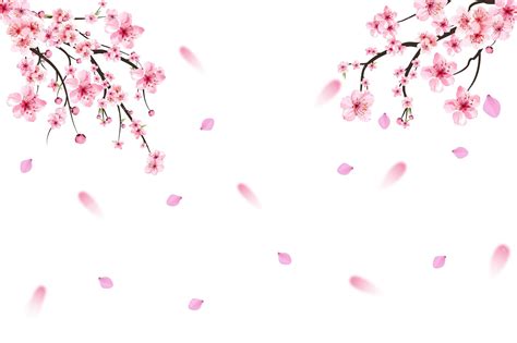 Premium Vector Realistic Cherry Blossom Branch Pink Sakura Leaf