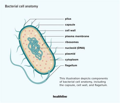 Bacterial Cell Parts And Their Functions