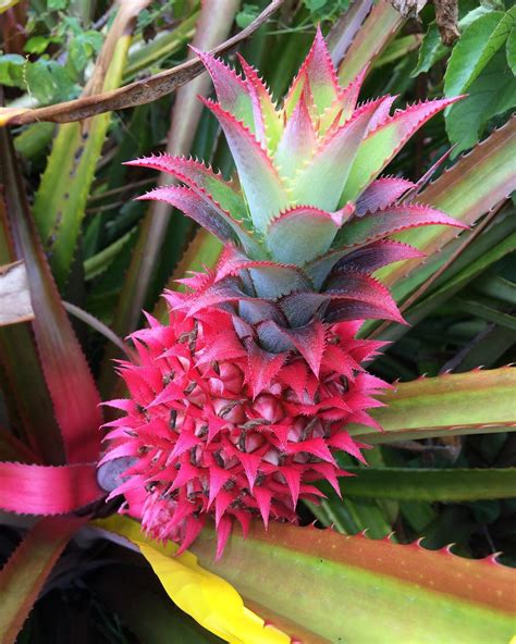 Pink Pineapples Exist And You Didnt Tell Me About It First Brain Berries