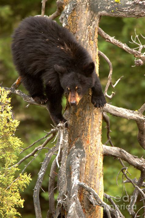 Black Bear Climbing A Tree Photograph By Adam Jewell Fine Art America