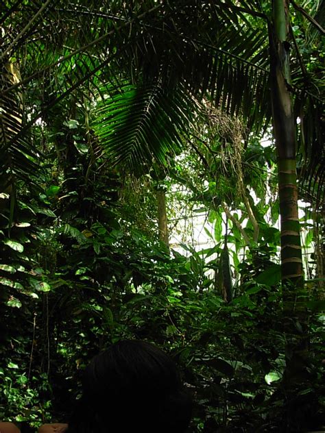 Rainforest Tropical Rainforest Biome