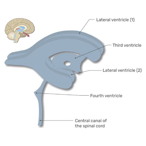 Ventricles Of The Brain Labeled Diagram Getbodysmart