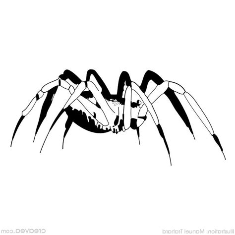 8 Vivant Coloriage Halloween Araignée Photos  Coloriage halloween