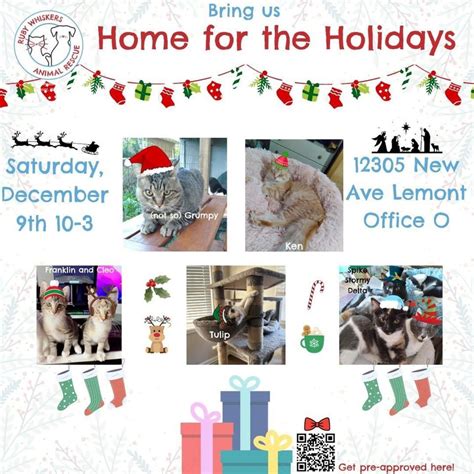 Cat Adoption Event Ruby Whiskers Animal Rescue Lemont December 9