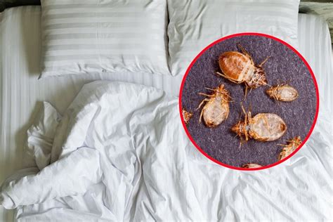 Heres Why You Should Always Check Your Hotel Room For Bedbugs And How