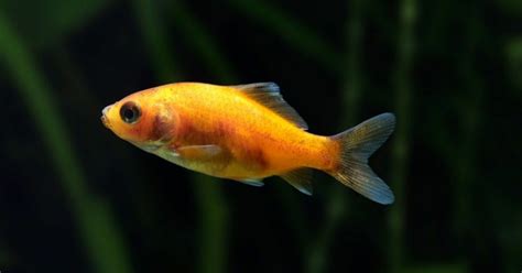 Goldfish Produce Alcohol To Survive The Winter