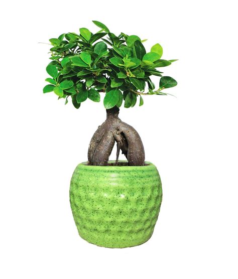 ficus bonsai grafted ginseng indoor plants 30 cashback abana homes