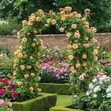 Images of Highly Fragrant Climbing Roses