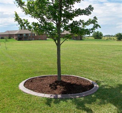 However, fig trees bloom later than most other fruit trees, and will benefit from a sheltered location. Awesome Ideas For Landscaping Around Trees | Landscape ...
