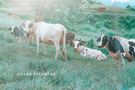 Tanduk lembu merupakan isyarat jujur yang digunakan dalam pemilihan pasangan mengawan. Bukan Sabah Je Ada Tarikan Ala-Ala New Zealand, Kelantan ...