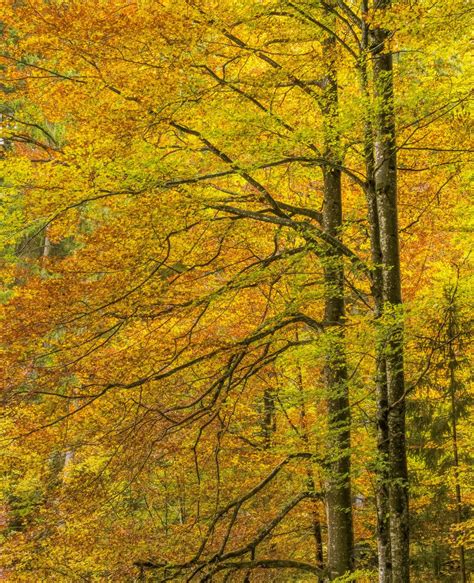 Free Images Nature Temperate Broadleaf And Mixed Forest Ecosystem