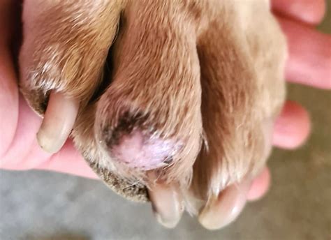 Swelling In Dog Toe Nail Bed Causing Swelling On Dog Pad From Nail Bed