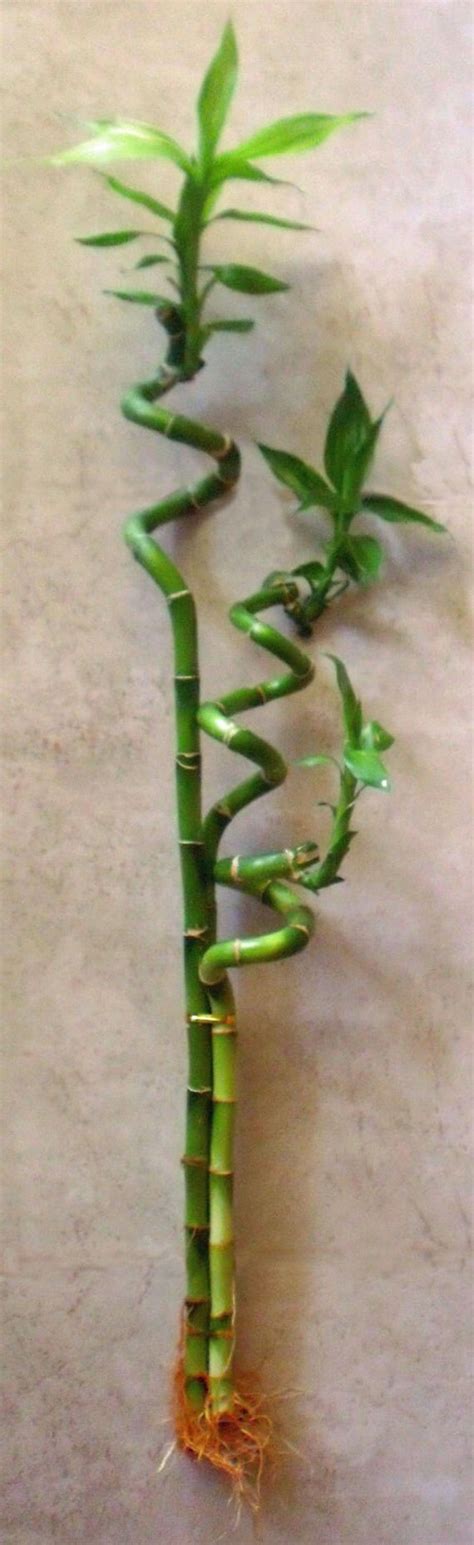 Lucky Bamboo Spiral Stems 3 Tall Curly 18 12