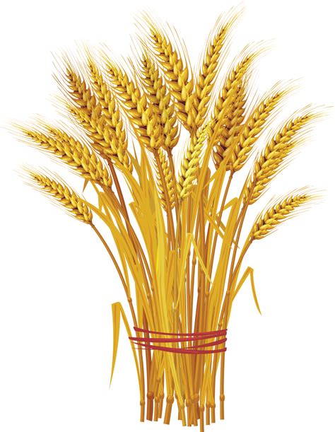 Wheat Png Image Purepng Free Transparent Cc0 Png Image Library