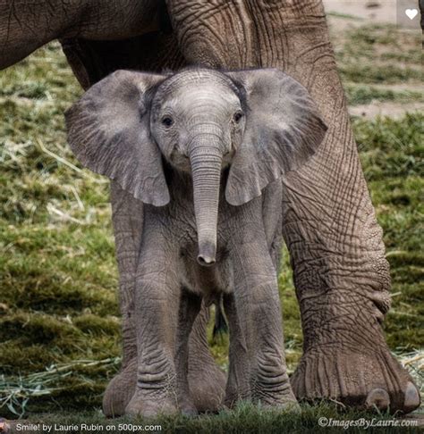 Baby African Elephant Taking In The World Moms Got His Back Baby