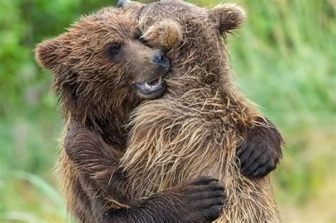 Adorable Bear Cub Siblings Hug It Out After Being Reunited