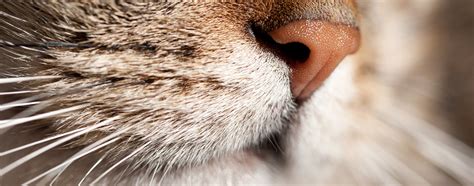 The Story Behind Your Cats Whiskers Hartz