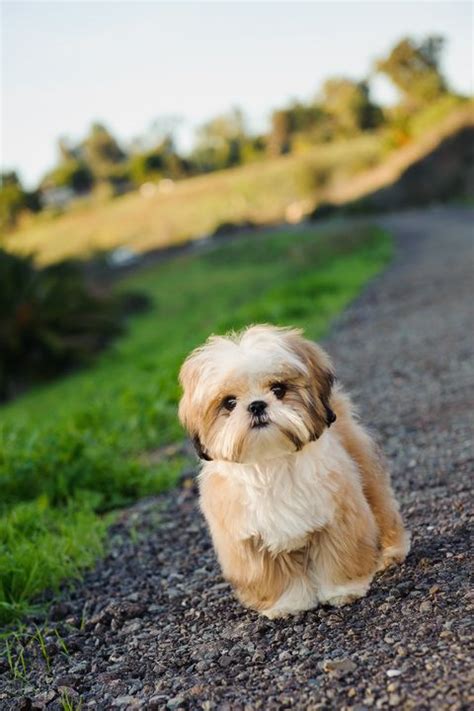 22 Best Hypoallergenic Dogs Top Dog Breeds That Dont Shed Fur