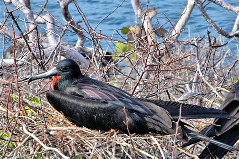 Male Magnificent Frigatebird On North Seymour In Galápagos Ec