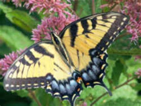 Virginia State Insect Tiger Swallowtail Butterfly