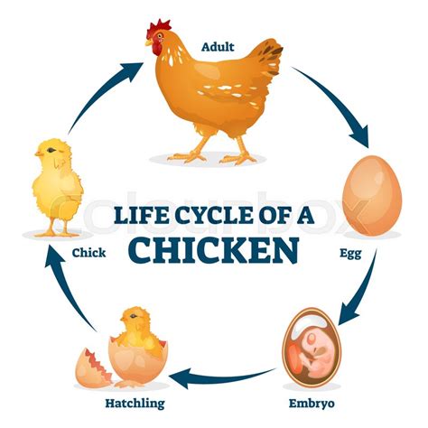 Life Cycle Of Chicken Vector Stock Vector Colourbox