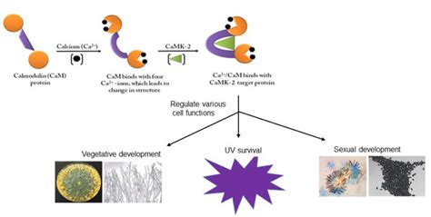Calmodulin Is Necessary For Vegetative Growth Ultraviolet Survival And Sexual Development In
