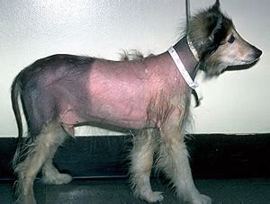 A variety of patterns and symptoms may diagnosis of hair loss in dogs. The dog in world: Skin Diseases with Hair Loss in Dogs