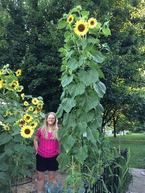 I Grew Huge Sunflowers In My Front Yard Gardening