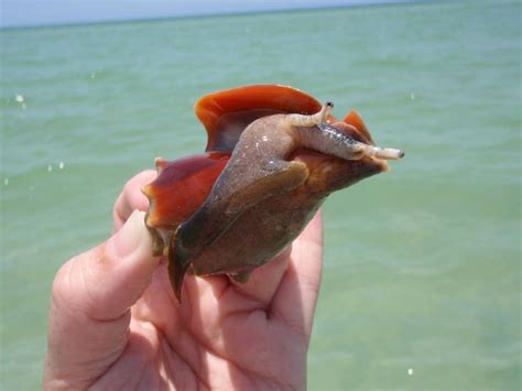 South Sea Conch Snail Fighting Conch Florida Conch Snail