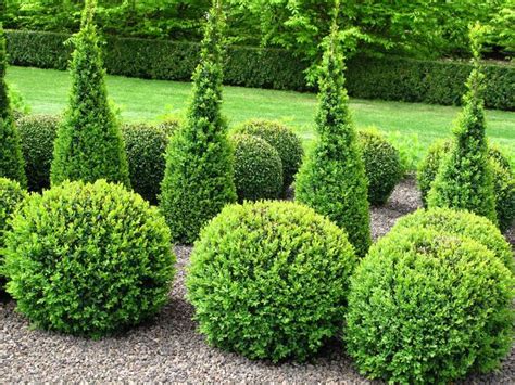 12 Common Evergreen Shrubs To Grow Topiary Plants Small Evergreen
