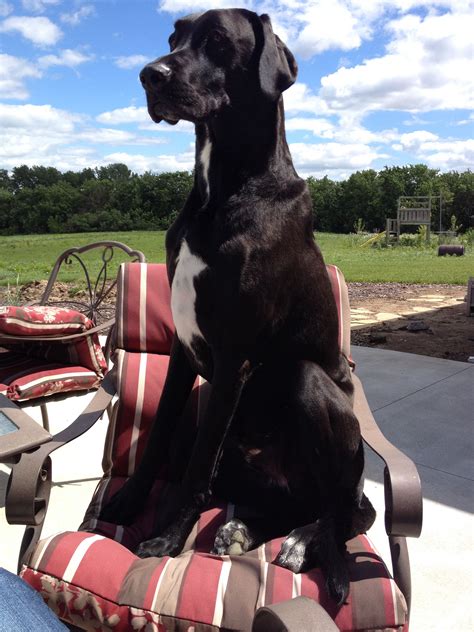 Eddie The Labradane On The Patio Great Dane Dogs Great Dane