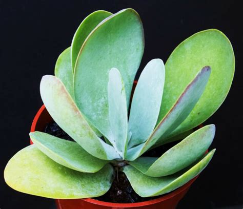 Kalanchoe Thyrsiflora Rare Succulent Exotic Paddle Plant