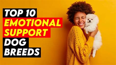 Top 10 Emotional Support Dog Breeds You Need Youtube