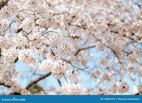 Blossomcherry Bloesem Van De De Lente De Roze Kers Japanse Bloeiende