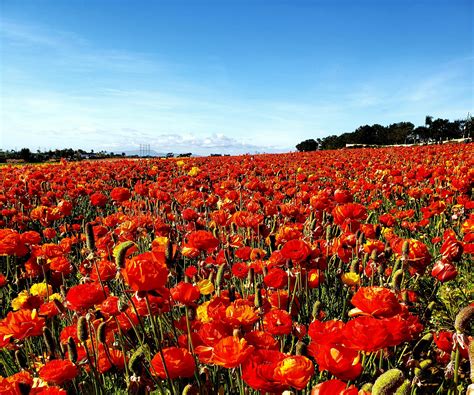 The Flower Fields In Carlsbad Are So Beautiful Rsandiego