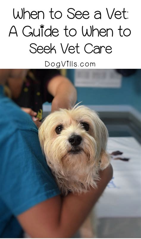 When To See A Vet A Guide To When To Seek Vet Care Dogvills