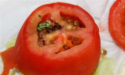Conheça As Principais Pragas Do Tomateiro Mf Magazine