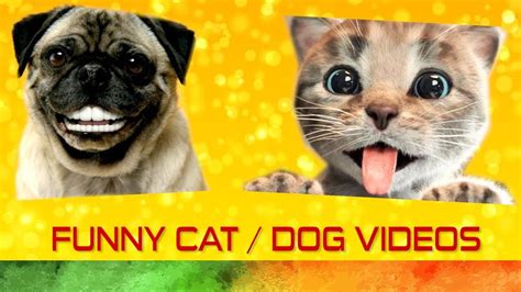 🤣 Funniest 😻 Cats And 🐶 Dogs You Must Watch 😇 Youtube