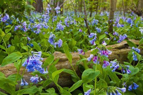 Bluebells Central Illinois Bluebells At Moraine View State Flickr