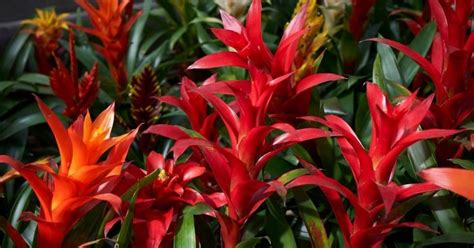 Bromeliads 101 Everything You Should Know About Growing And Caring