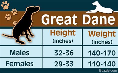 Great Dane Growth Chart Depicting The Developmental Stages Of This Dog