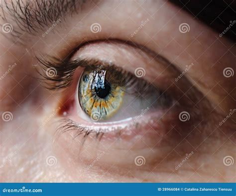 Green Eye In Light Stock Photo Image Of Woman Brow 28966084