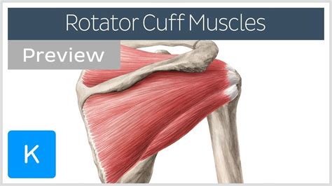 Rotator Cuff Muscles Overview Preview Human Anatomy Kenhub Youtube