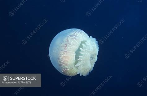 Cannonball Jellyfish Stomolophus Meleagris Roatan Honduras Superstock