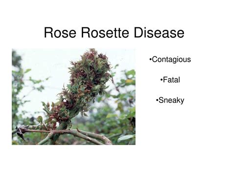 PPT - Rose Rosette Disease PowerPoint Presentation, free download - ID