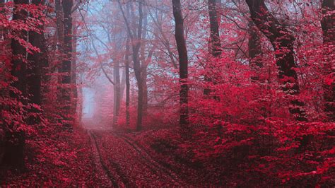 Download Wallpaper 2560x1440 Path Forest Fog Trees Red