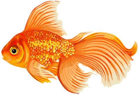 Goldfish Png Transparent Image Download Size 600x415px